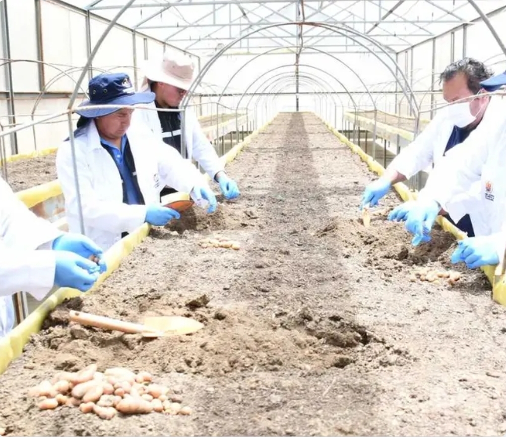 San Benito fortalece la producción de semilla de papa con biotecnología