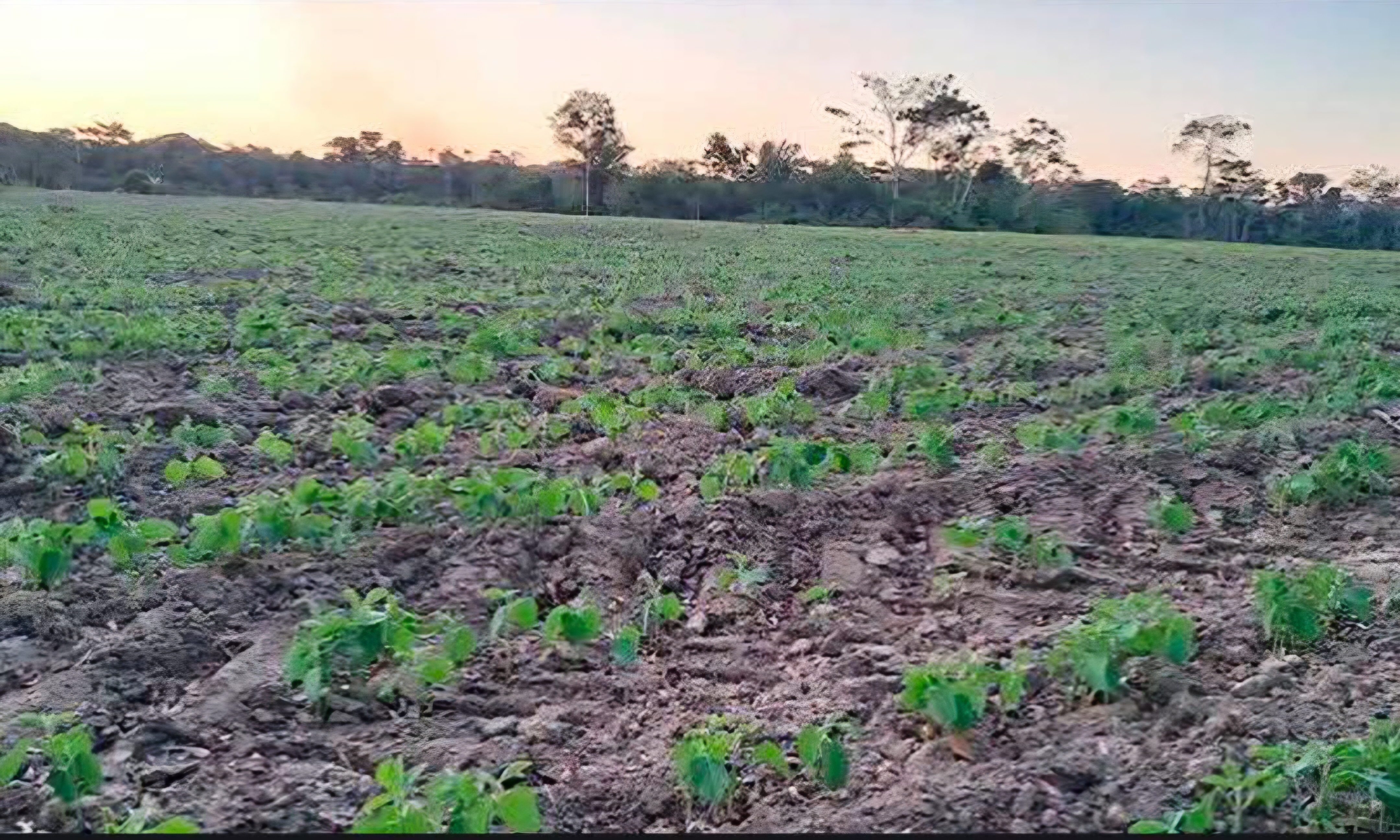 Productores cruceños recurren a la siembra directa para reducir costos agrícolas